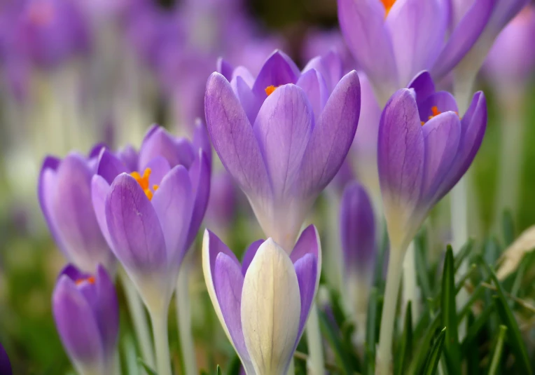 many purple flowers are growing in the grass