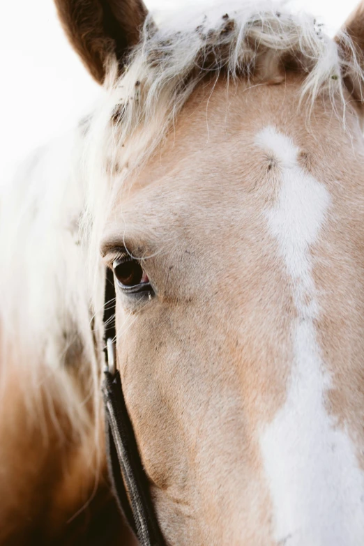 closeup of white, tan and black horse head
