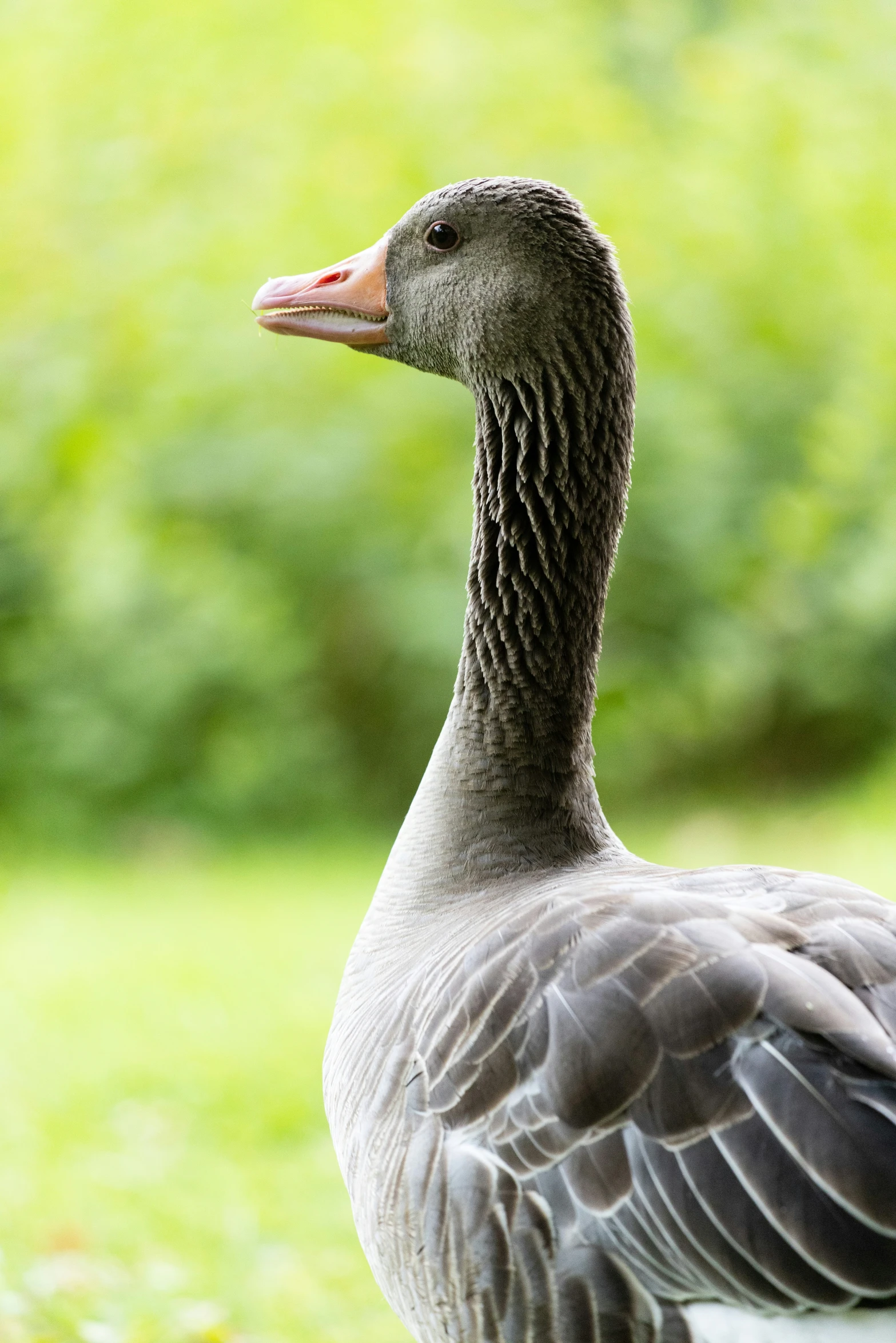 a close up of a duck with a blurry background