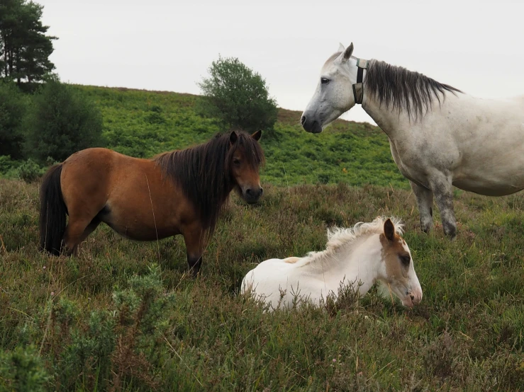 horses in an open field of green grass