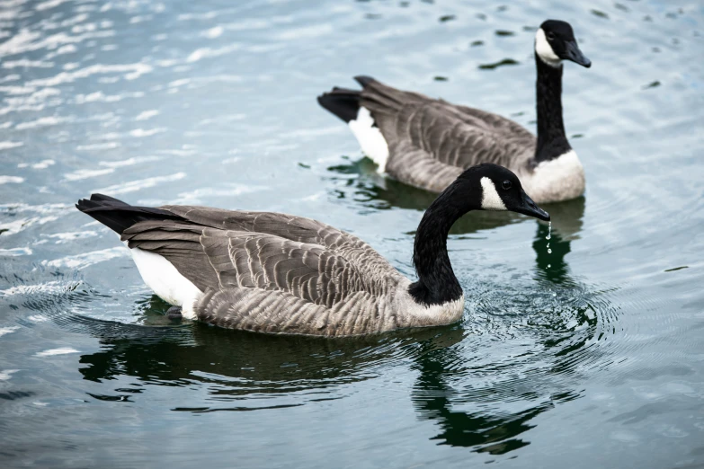 two geese floating on top of the water in a pond