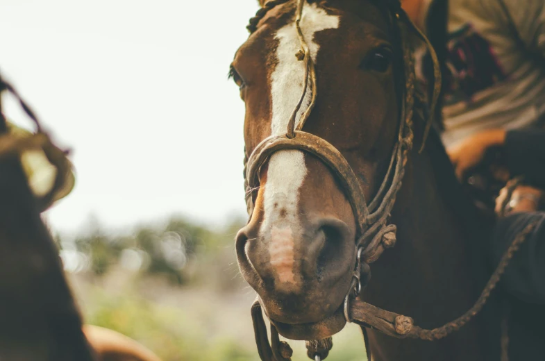 a horse with a rope on its neck