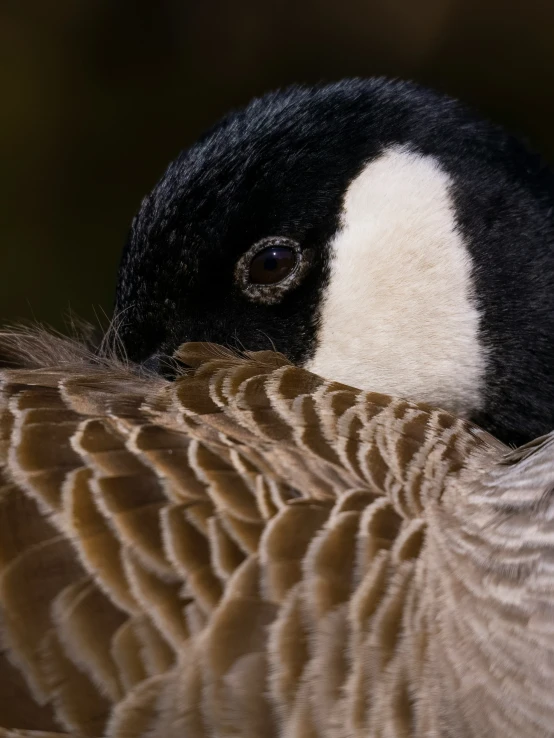 a close up of the side of a goose