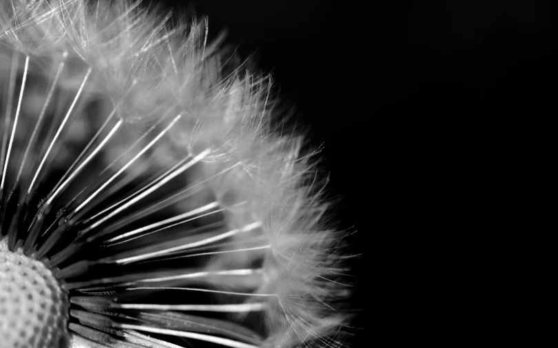 black and white pograph of a dandelion