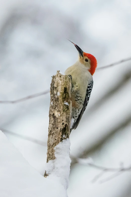 the woodpecker is perched on the tree in winter