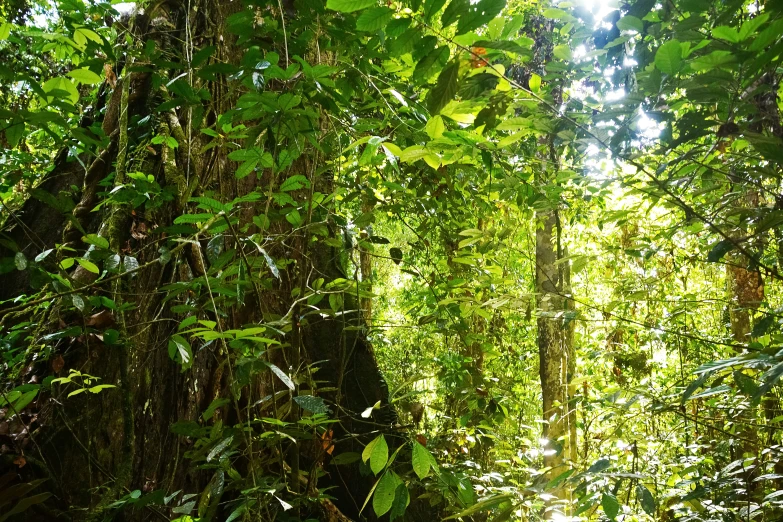 an image of a path in the woods