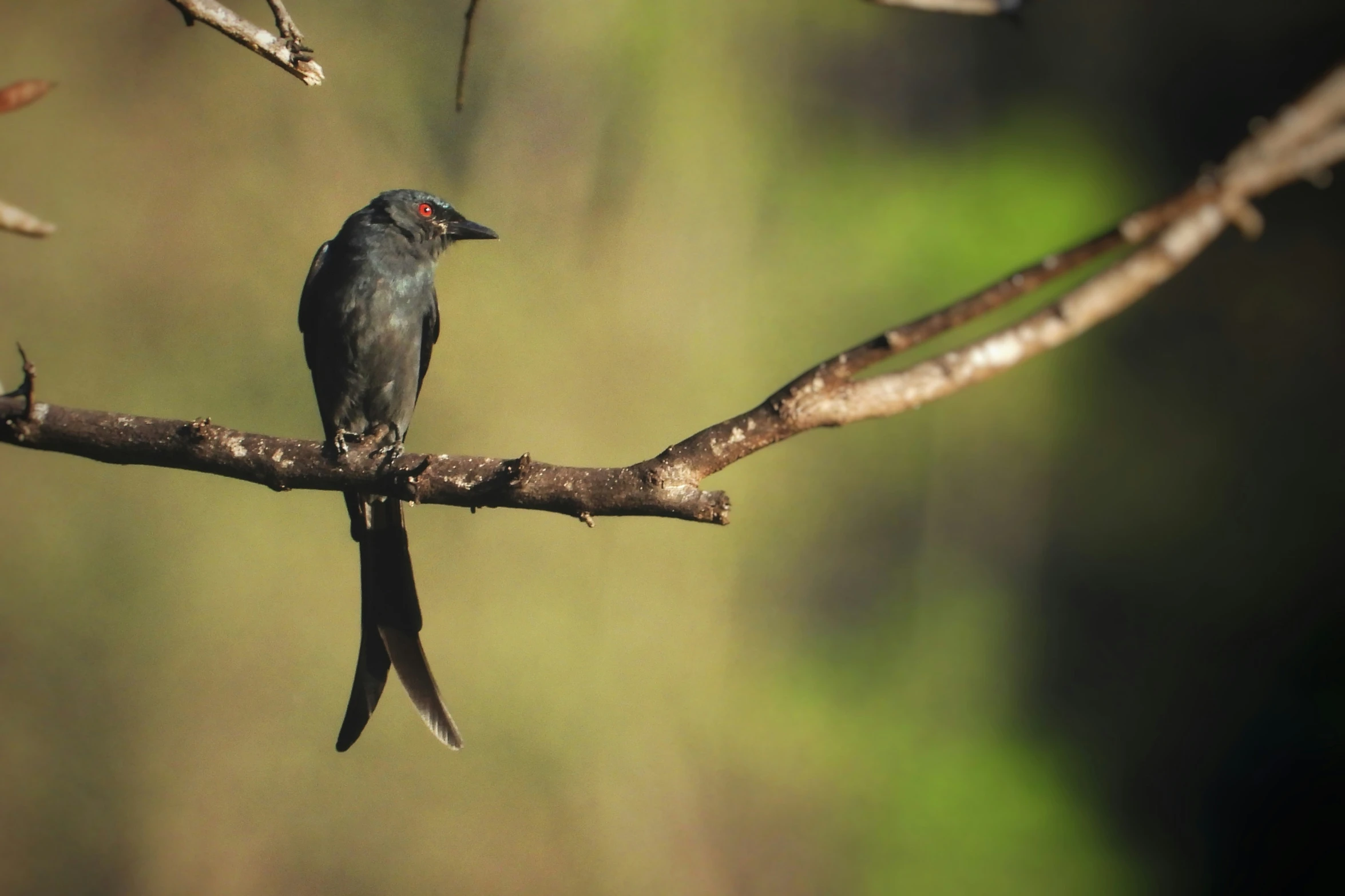 a bird sits on top of a bare nch