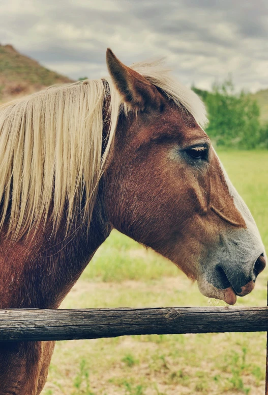 a horse has his head over the fence