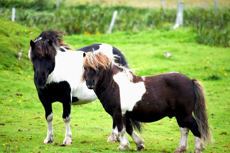 two ponies standing side by side in a field