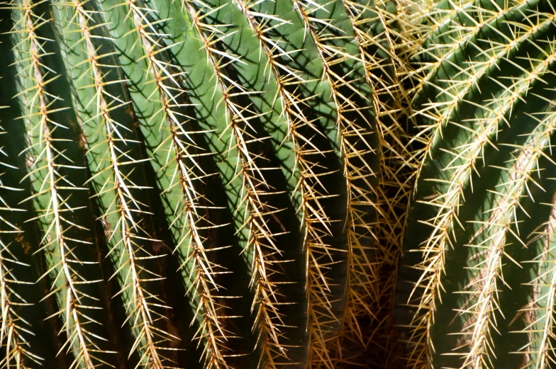 large green cactus plant with long needles on it's head