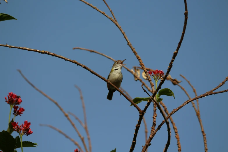 bird on a nch with red flowers in the background