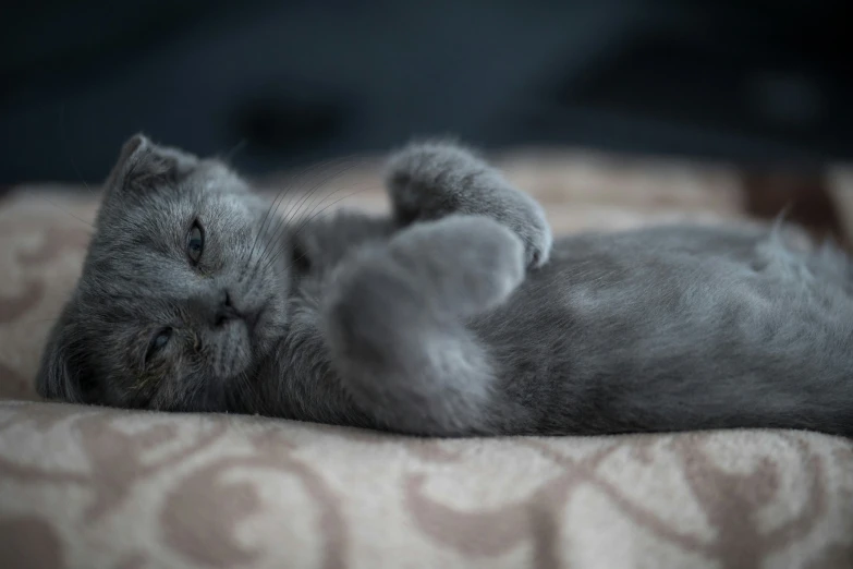 a gray cat laying on top of a bed