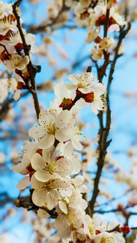 a tree with lots of white and red flowers