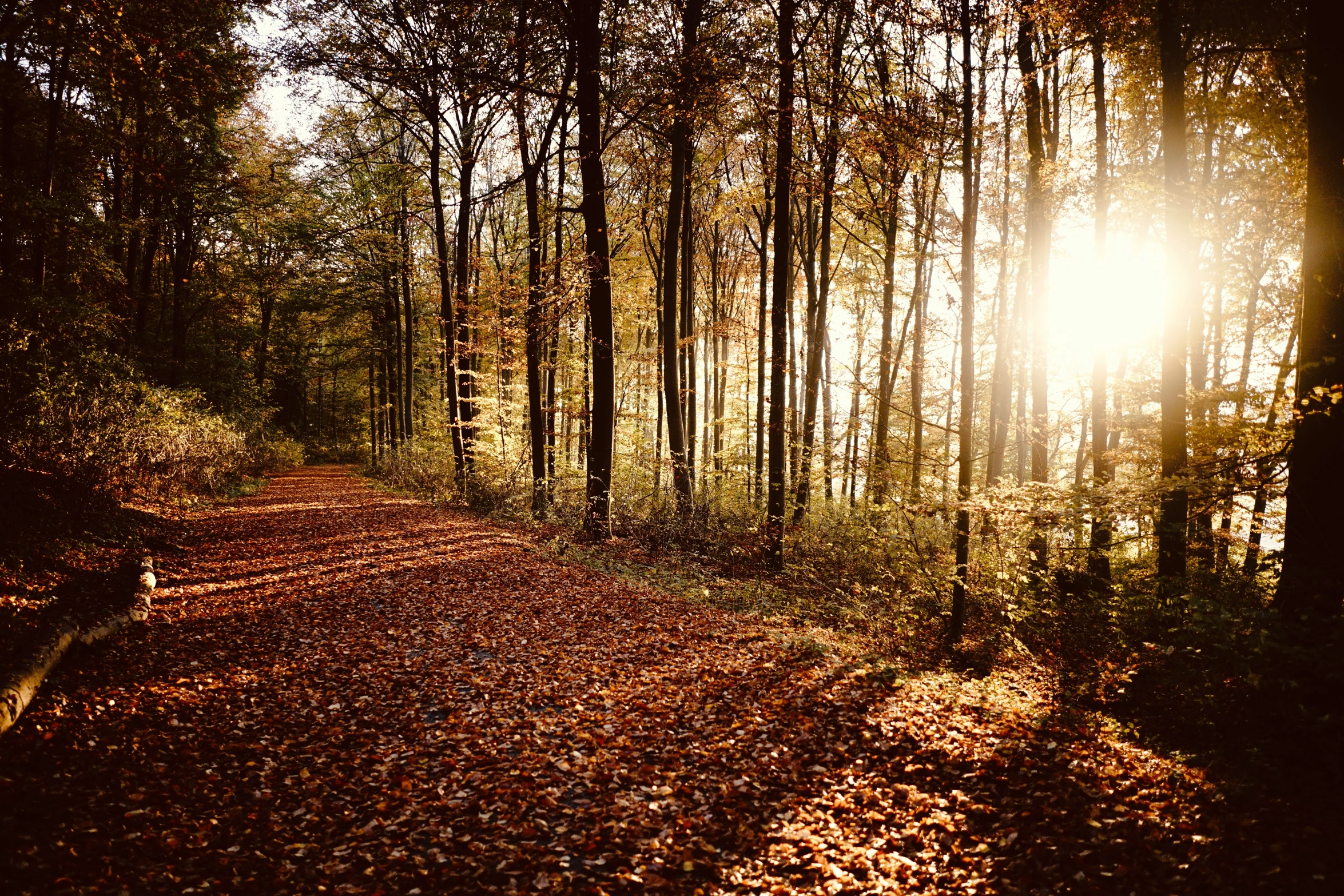 a sun shining through trees in a forest