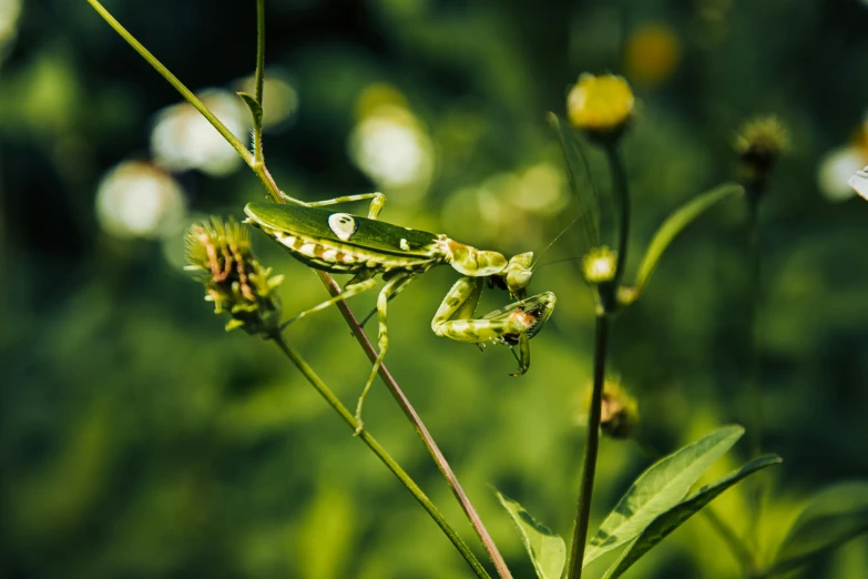 a grasshopper resting on top of a plant