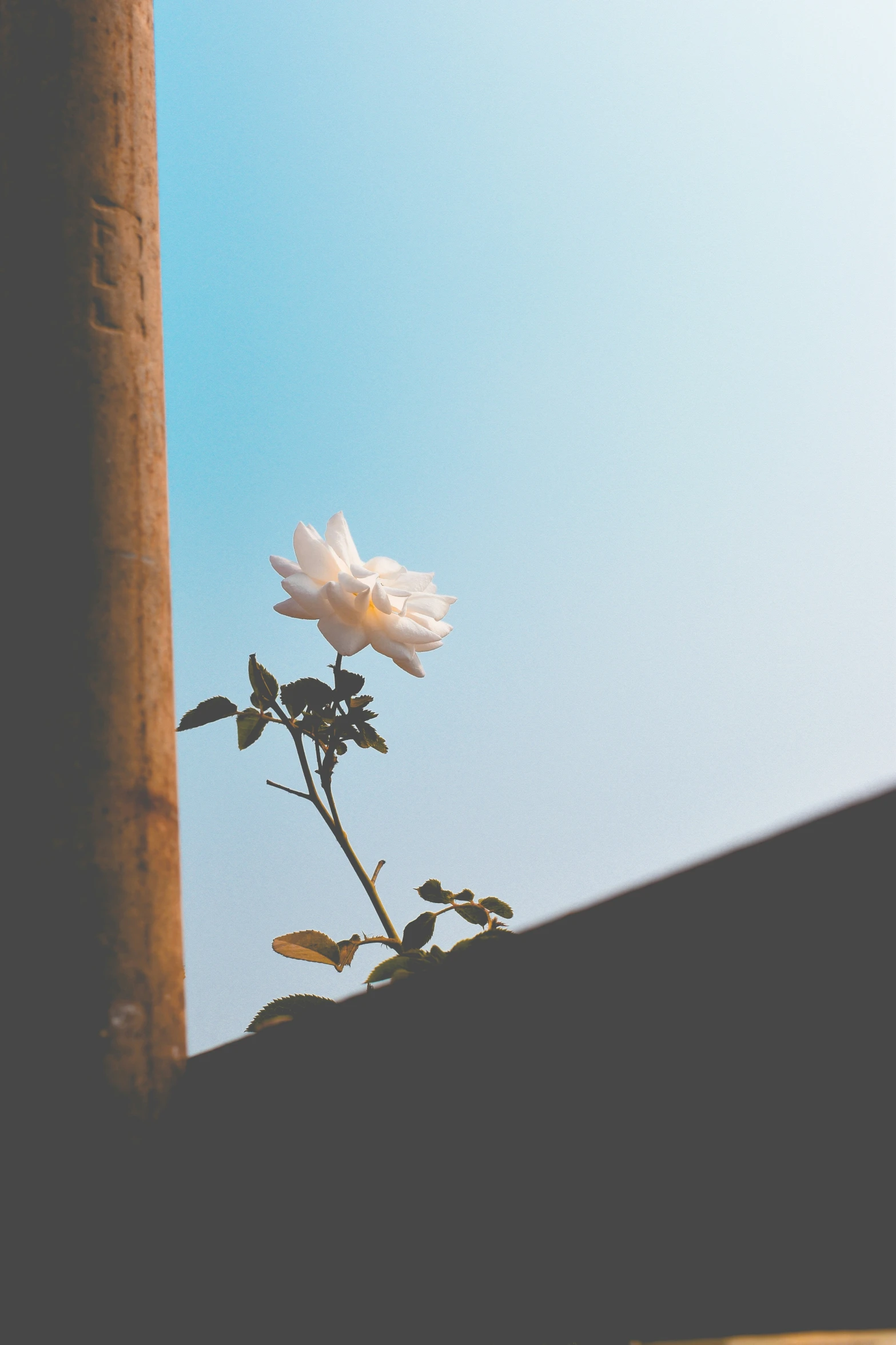 a white flower with a blue sky in the background