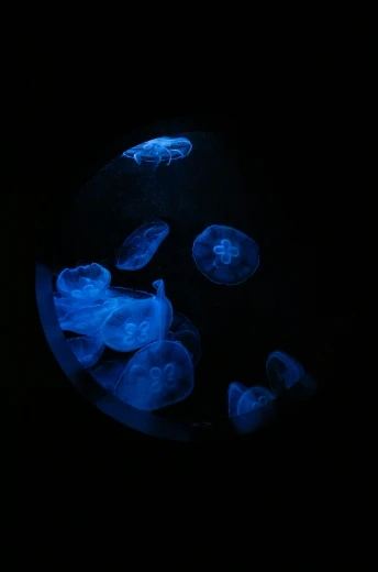 a group of jellyfish floating inside of a circular bowl