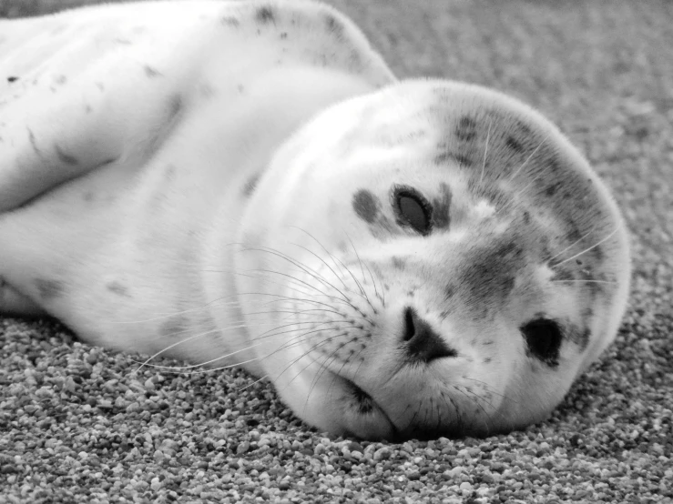 a gray seal laying on the sand in black and white