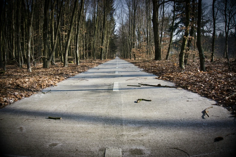 a street lined with lots of trees and leaf covered sidewalks