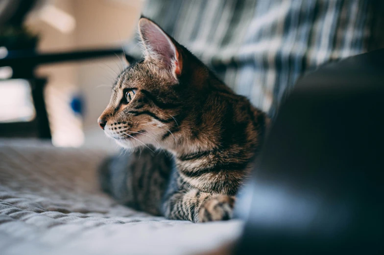 a little cat sitting on top of a bed near the wall