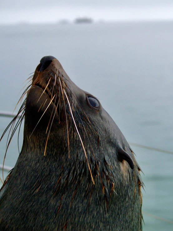 the seal is enjoying being close to some water