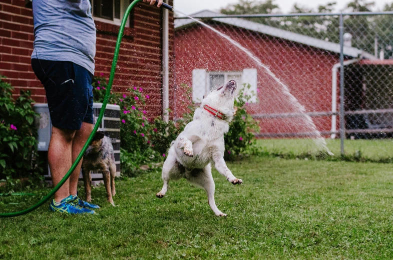 a man with his dog playing with a hose