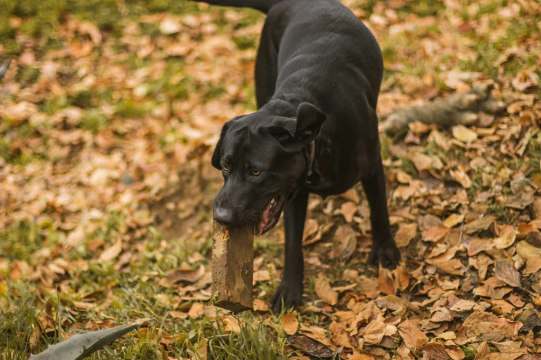 a black dog is chewing on a stick
