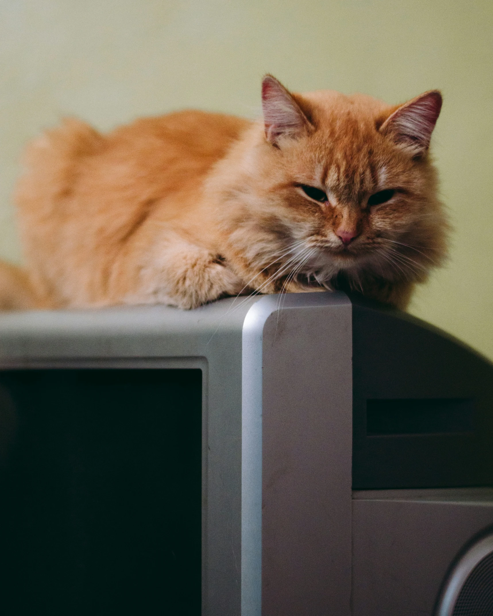 cat sitting on top of television watching tv