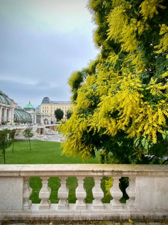 a tree and building near the grass