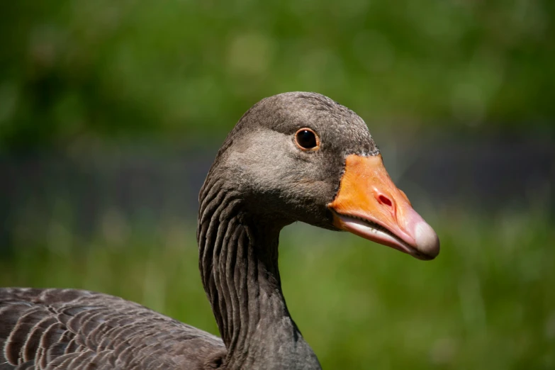 an adult duck stands close to the camera