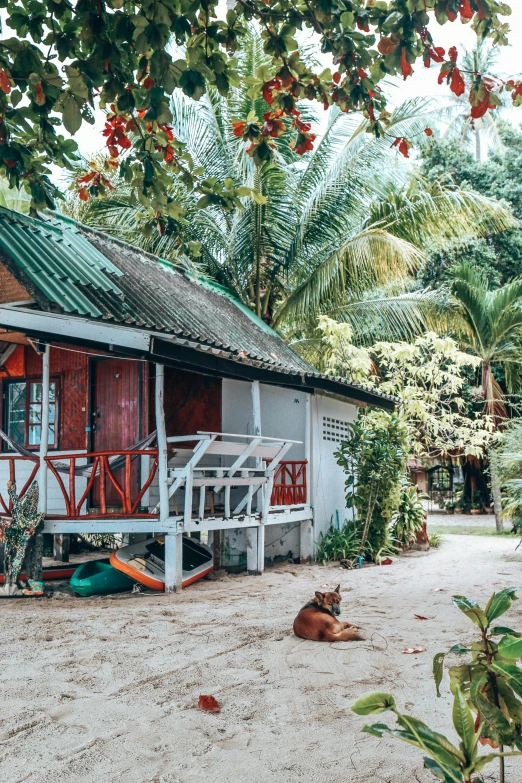 a dog lays on a sand area near a small building