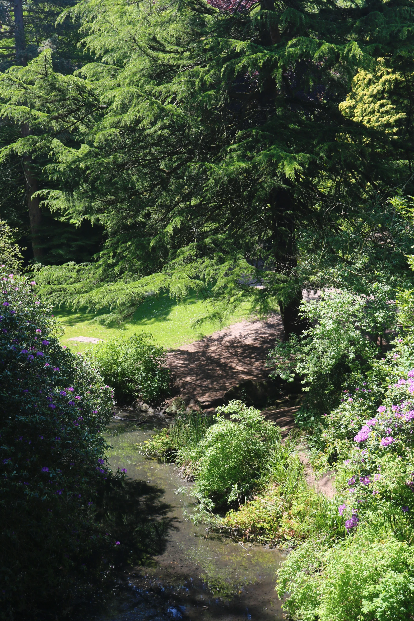 a beautiful green forest with stream and trees