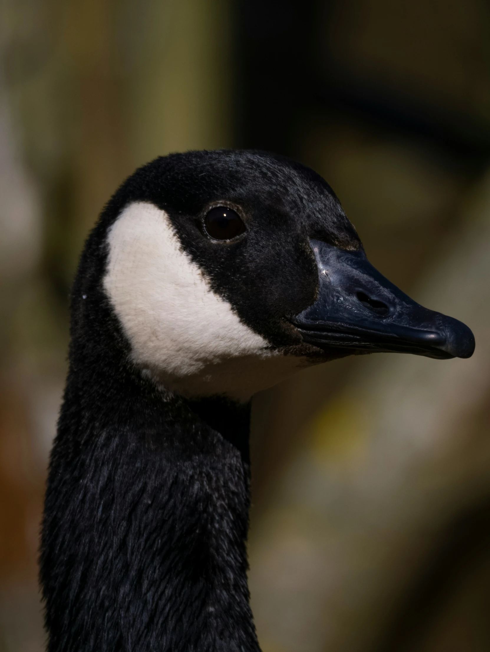 a black and white bird with long neck standing