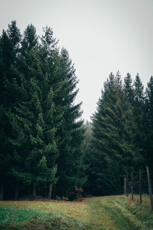 a lush green field sitting next to lots of trees