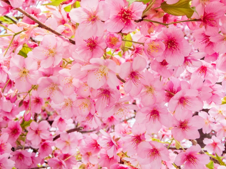 pink flowers are hanging off the nches of a tree