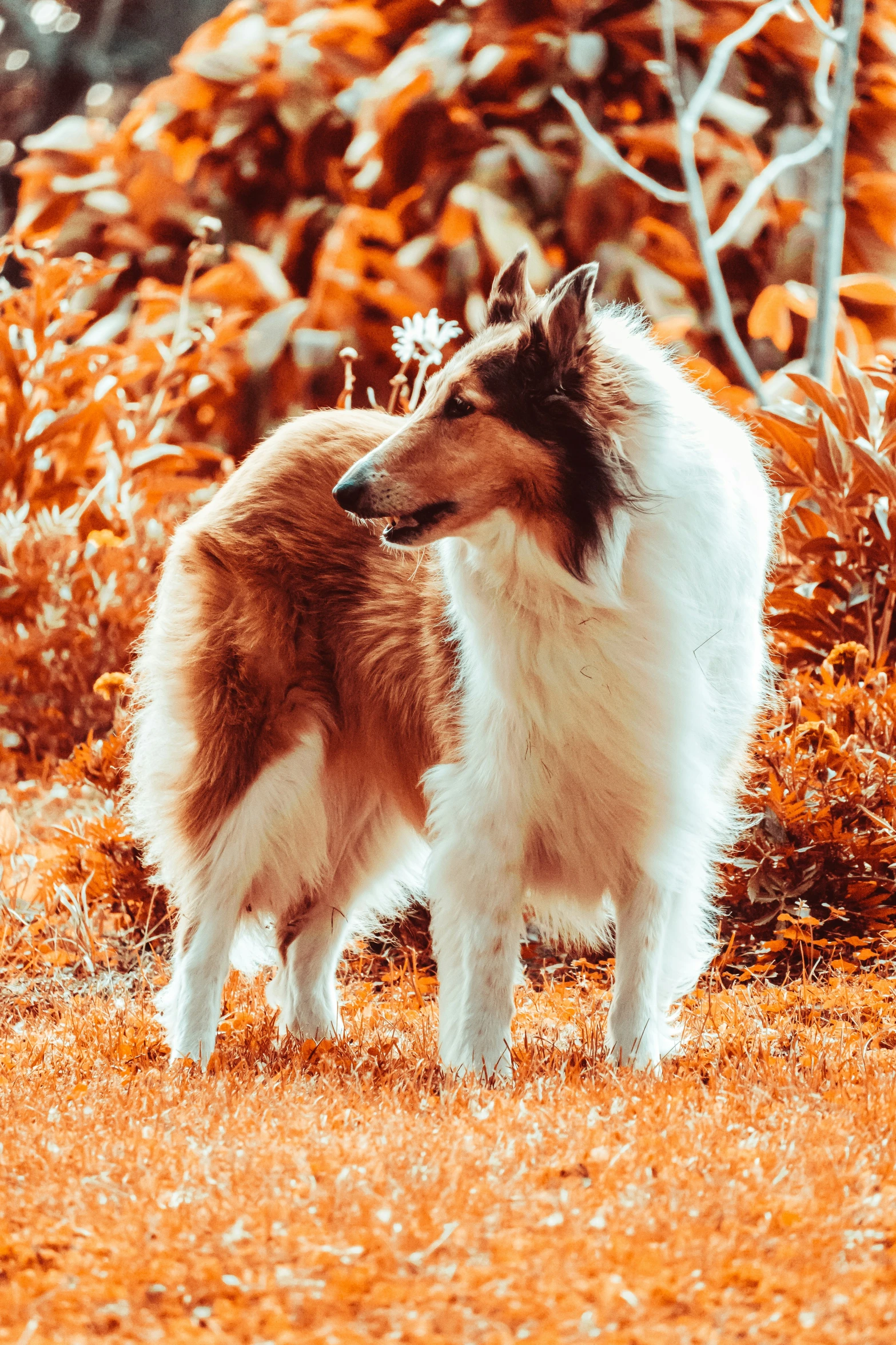 two dogs are standing in the yard outside