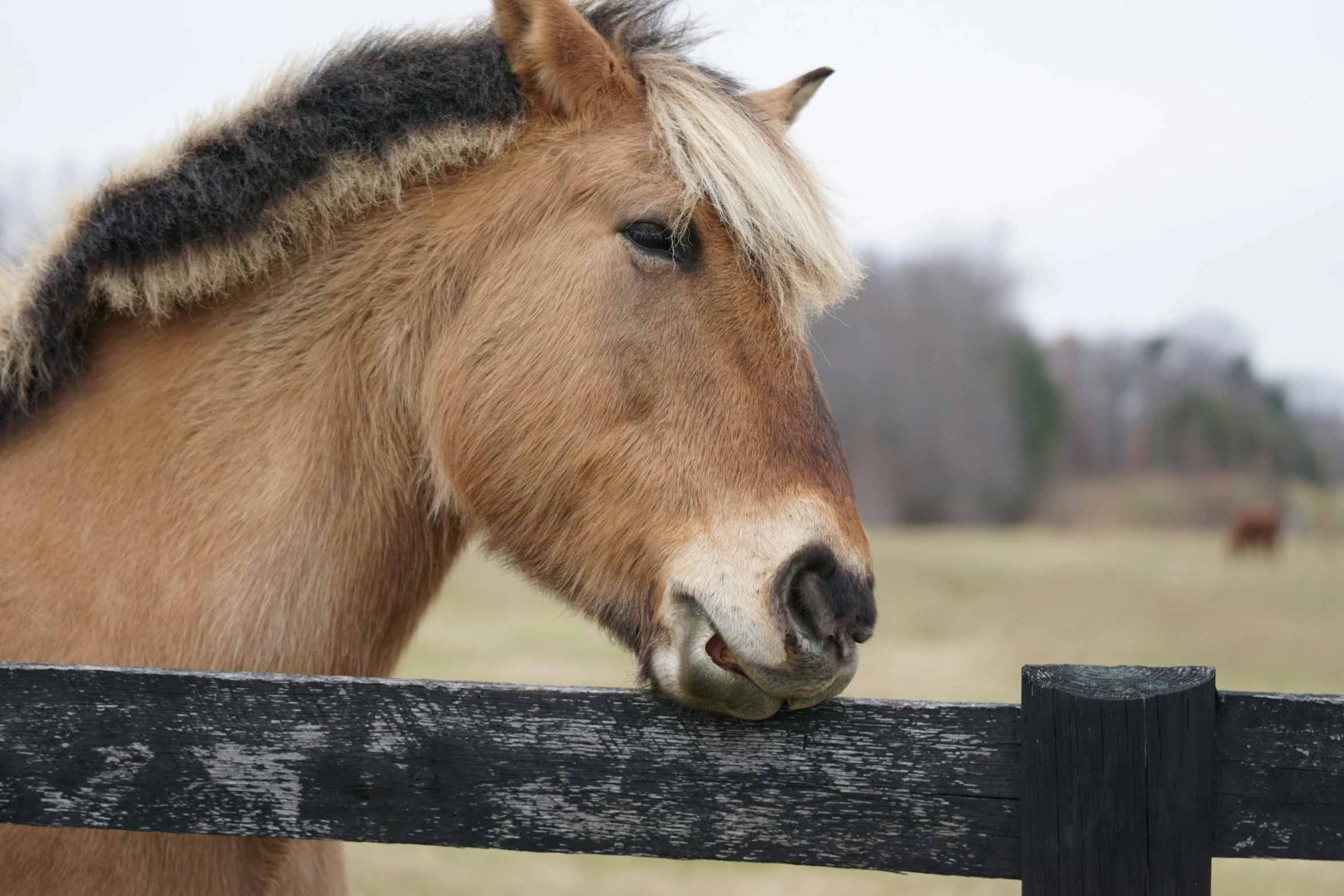 a brown horse with a white mane and blonde hair standing next to a wooden fence