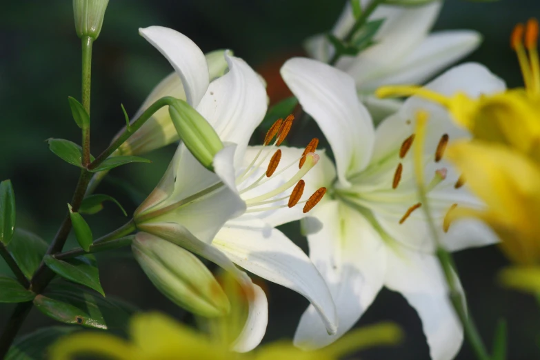 there is a close up view of the flowers that are white