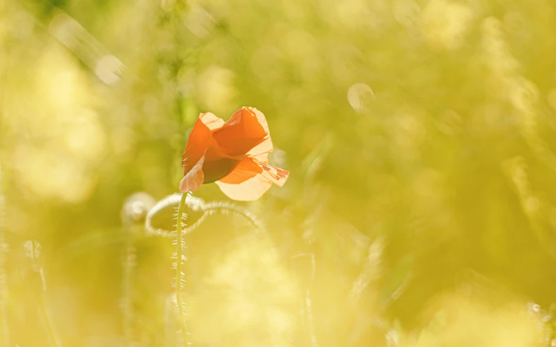 a lone red flower is shown in this po