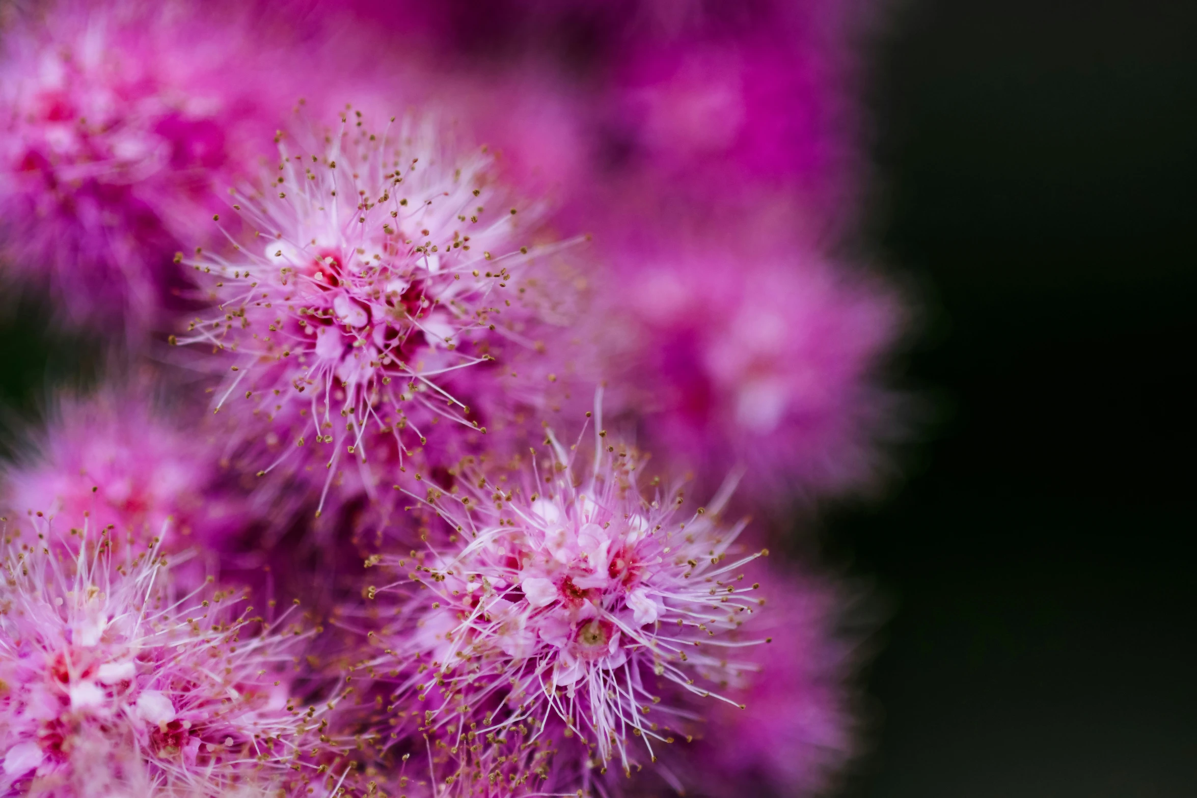 purple flowers are growing in a bunch together