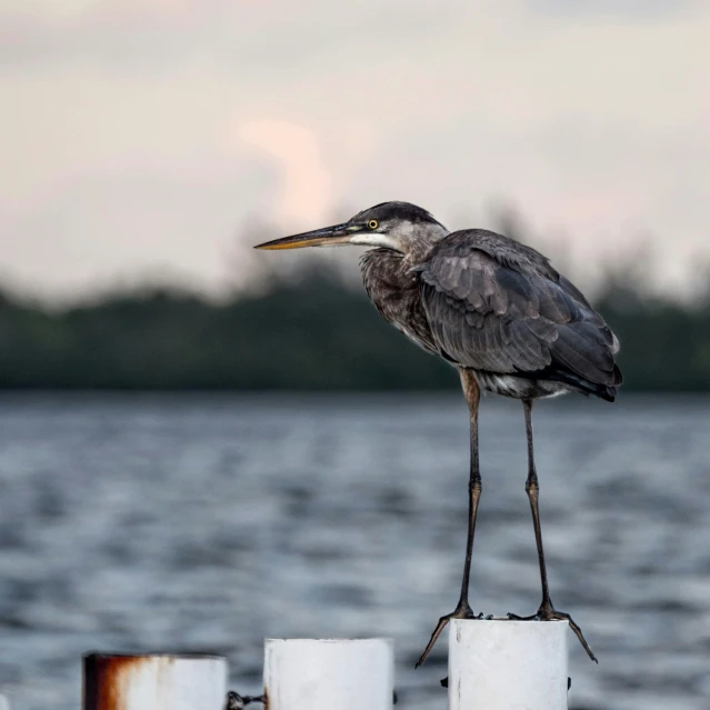 the bird is standing alone on the edge of the railing