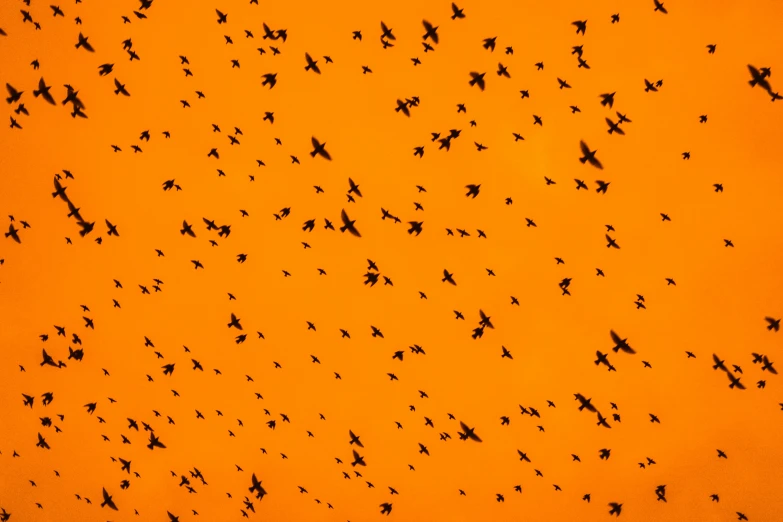 a group of birds flying through a yellow sky