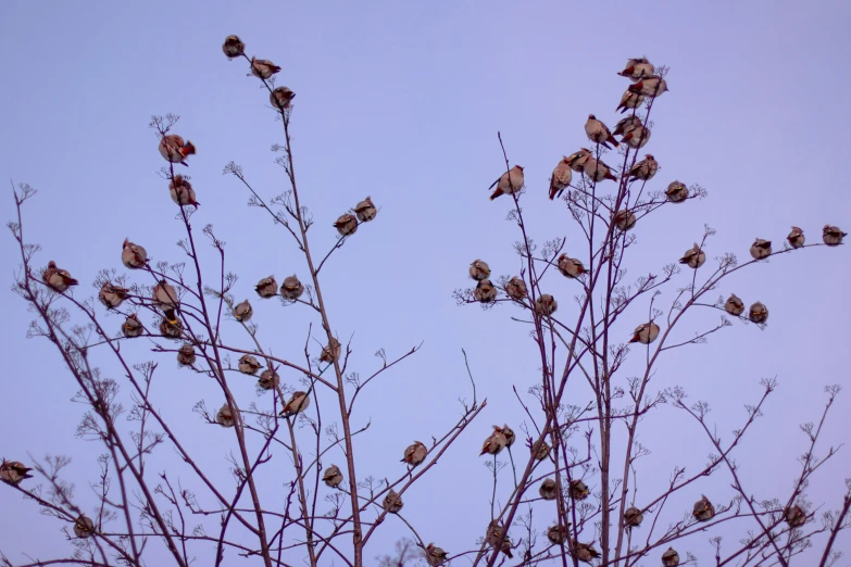 a tree has birds perched on the tops