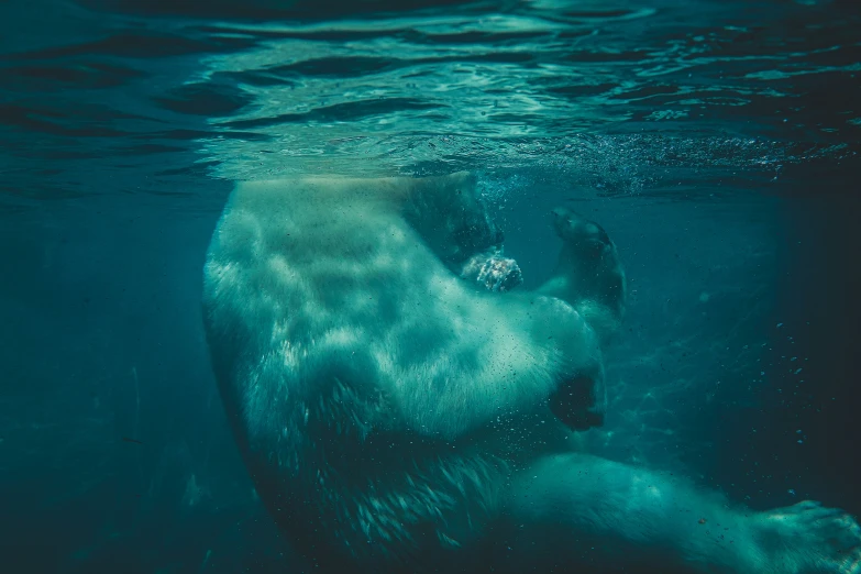 a polar bear in water next to a rock