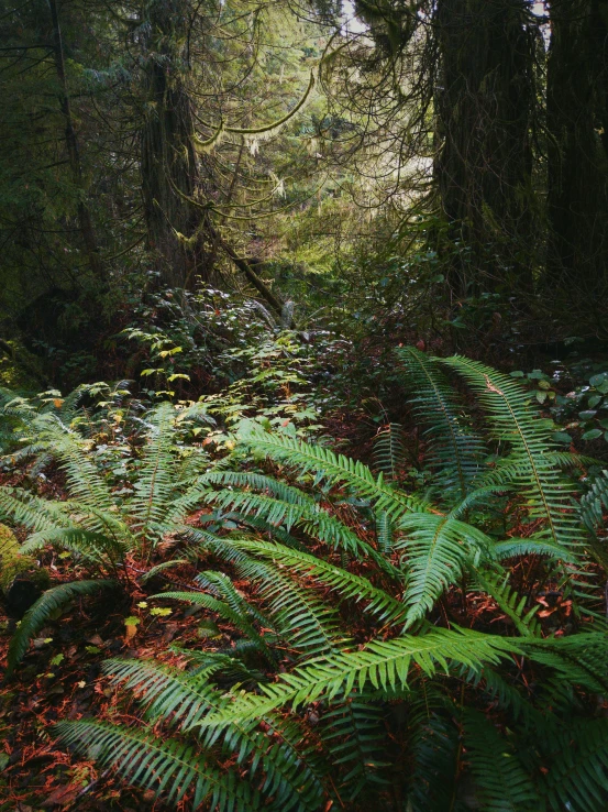 a view of a forest that has lots of trees