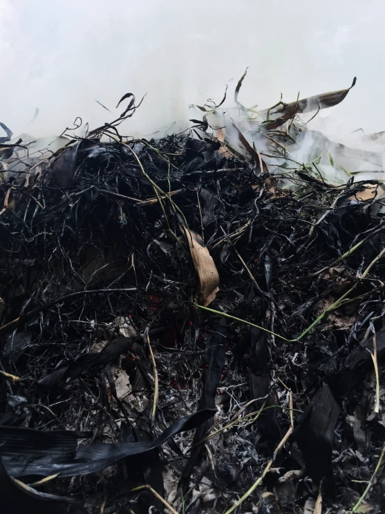 debris from a fire is mixed in with grass