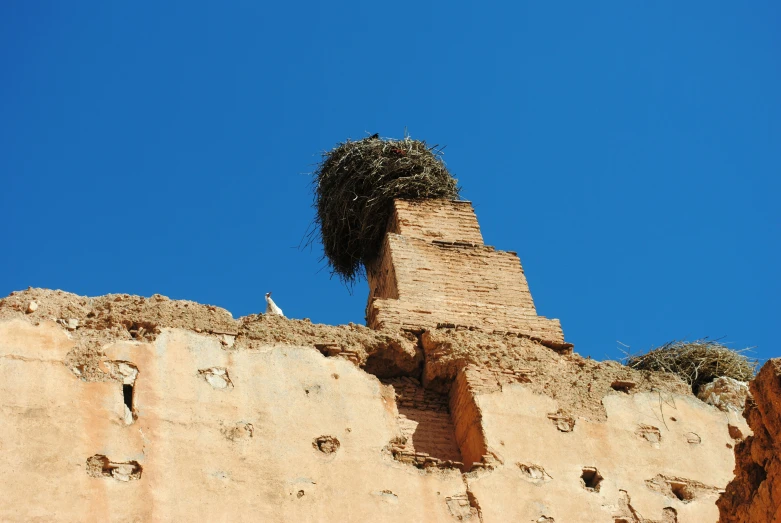 a bird is sitting in its nest on the wall