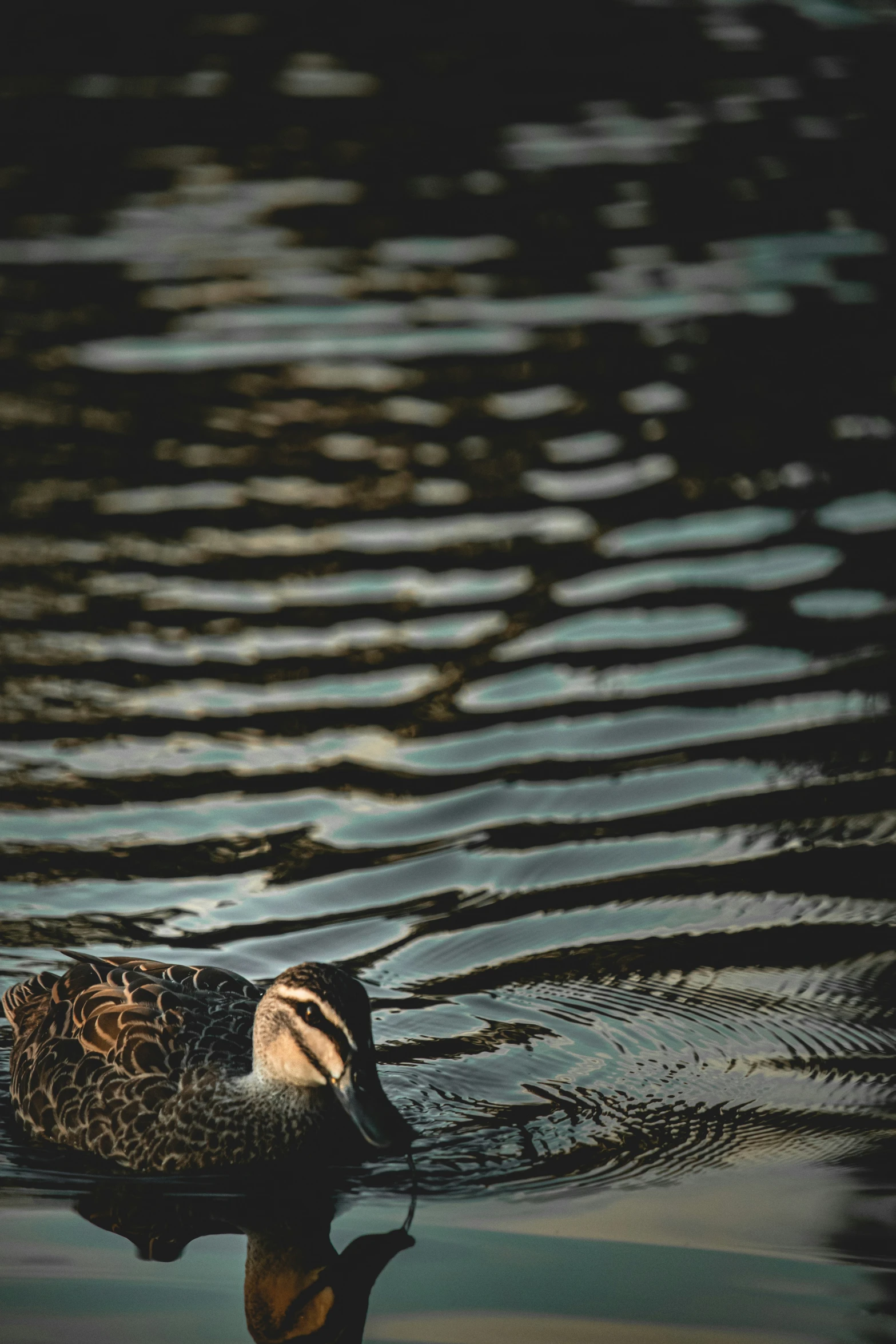 a duck swims in a small pond, in the evening