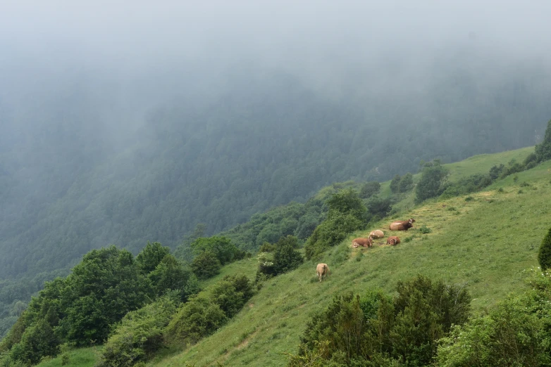 cows grazing in the fog at the top of a hill