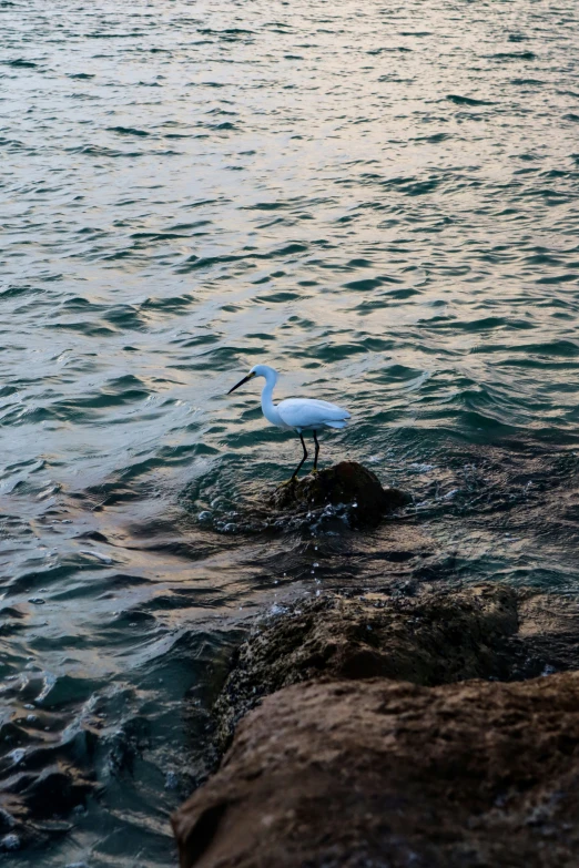 white bird standing on rocks next to ocean